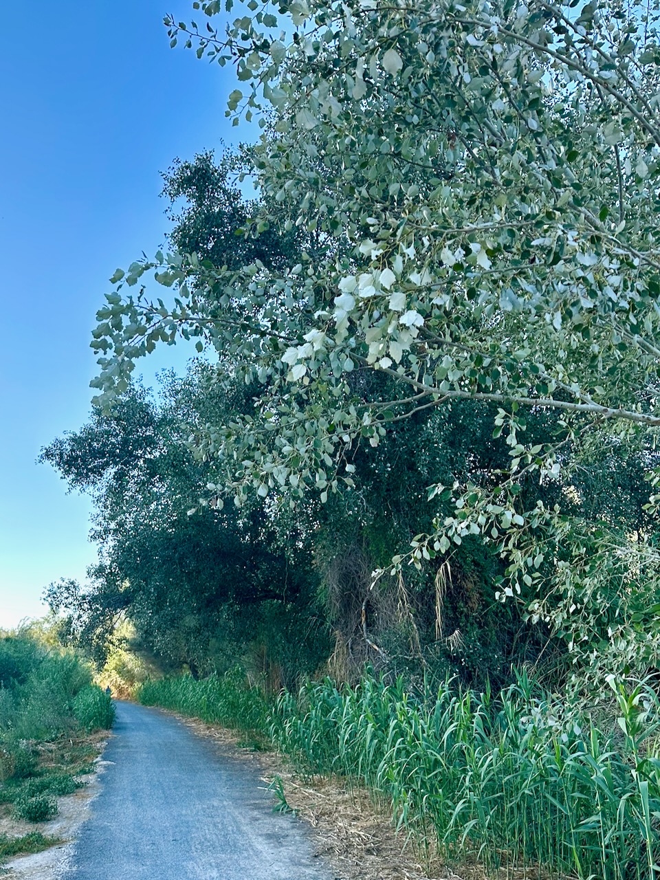 El Valle Termal 1 foto 22