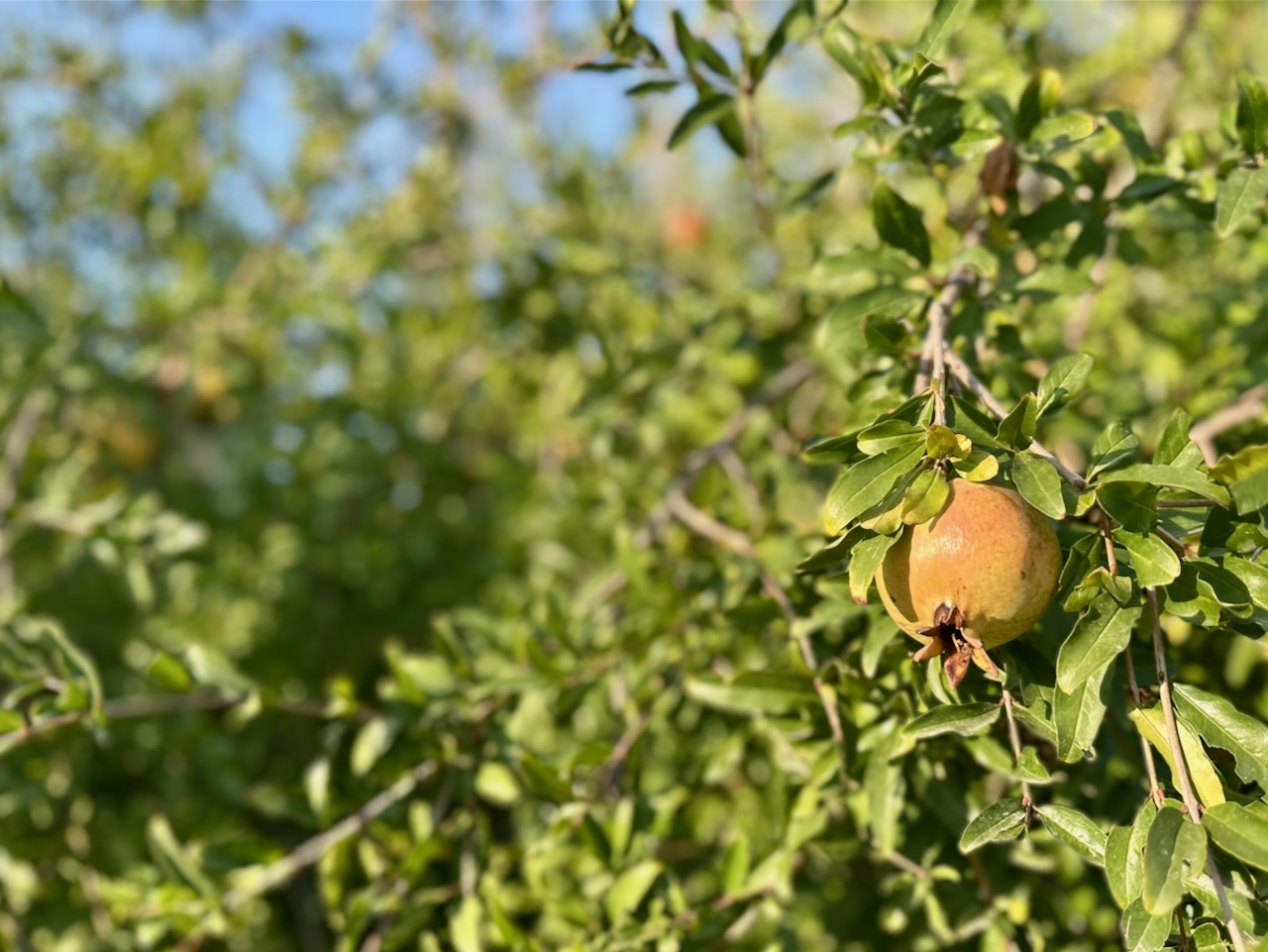 El Valle Termal 2 foto 23